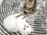 Aile Sıcaklığnda Büyüyen  Scottish Fold British Yvrlr