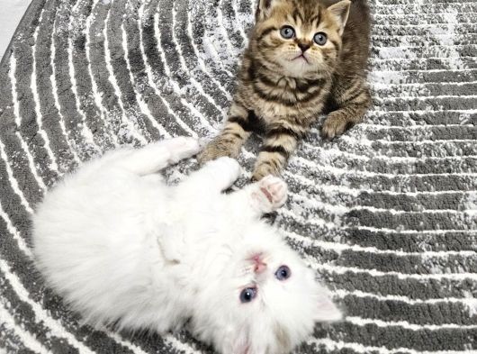 Aile Sıcaklığnda Büyüyen  Scottish Fold British Yvrlr görsel
