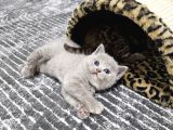 Aile sıcaklığnda büyüyen  scottish fold british yvrlr