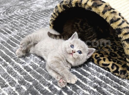 Aile Sıcaklığnda Büyüyen  Scottish Fold British Yvrlr