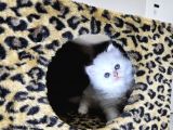 Aile Sıcaklığnda Büyüyen  Scottish Fold British Yvrlr