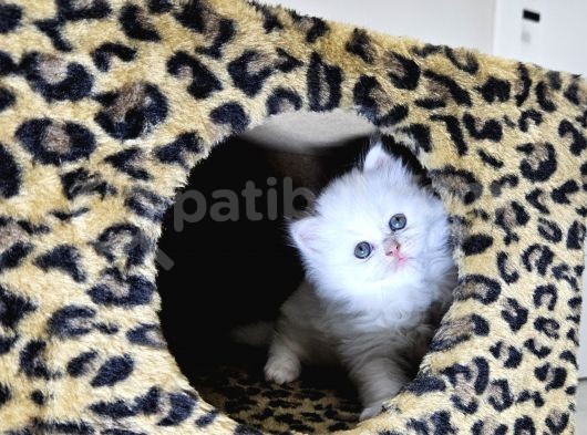 Aile Sıcaklığnda Büyüyen  Scottish Fold British Yvrlr görsel