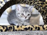 Aile Sıcaklığnda Büyüyen  Scottish Fold British Yvrlr