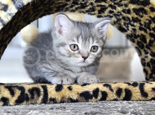 Aile Sıcaklığnda Büyüyen  Scottish Fold British Yvrlr görsel