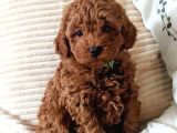 TOOY POODLE YAVRUMUZ 0 TEACUP 