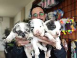 DUNYANİN EN ZEKİ IRKI BORDER COLLIE