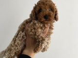 KIVIR KIVIR SAFKAN POODLE YAVRULARI