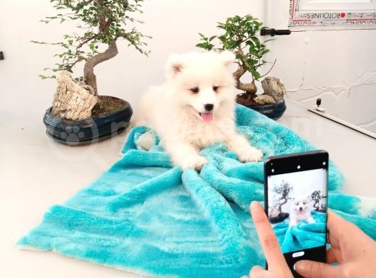 Ayi̇ Yavrusu Samoyed A Kali̇te Irk görsel
