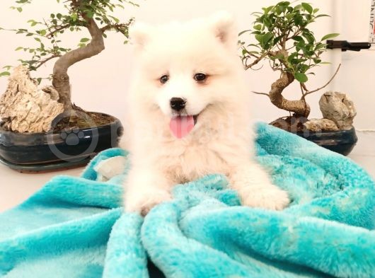 Ayi̇ Yavrusu Samoyed A Kali̇te Irk