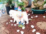 Ayi̇ Yavrusu Samoyed A Kali̇te Irk