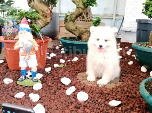 Ayi̇ Yavrusu Samoyed A Kali̇te Irk görsel