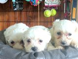 Bembeyaz Maltese Terri̇er 0 Numara