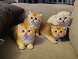 Aile Sıcaklığnda Büyüyen  Scottish Fold British Yvrlr