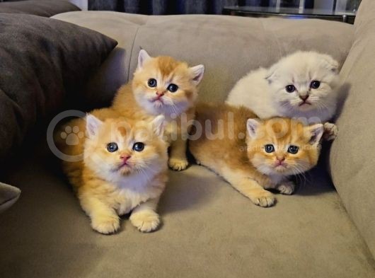 Aile Sıcaklığnda Büyüyen  Scottish Fold British Yvrlr görsel
