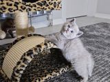 Aile Sıcaklığnda Büyüyen  Scottish Fold British Yvrlr