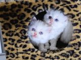 Aile Sıcaklığnda Büyüyen  Scottish Fold British Yvrlr