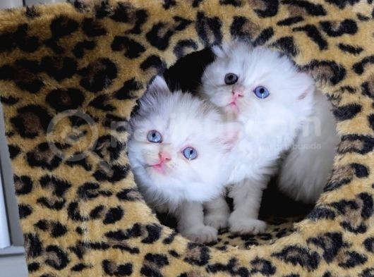 Aile Sıcaklığnda Büyüyen  Scottish Fold British Yvrlr görsel