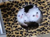 Aile Sıcaklığnda Büyüyen  Scottish Fold British Yvrlr