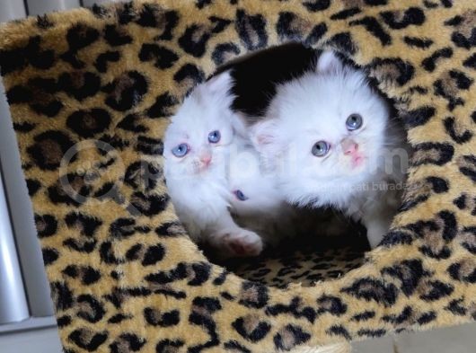 Aile Sıcaklığnda Büyüyen  Scottish Fold British Yvrlr görsel