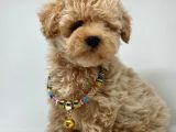 Dizayn Renk Maltipoo Yavrular 