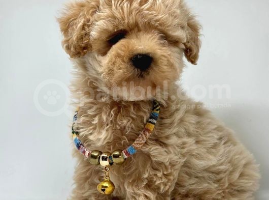 Dizayn Renk Maltipoo Yavrular  görsel