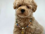 Dizayn Renk Maltipoo Yavrular 