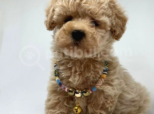 Dizayn Renk Maltipoo Yavrular  görsel