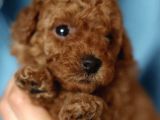 2 AYLIK TOY POODLE BEBEKLERİM