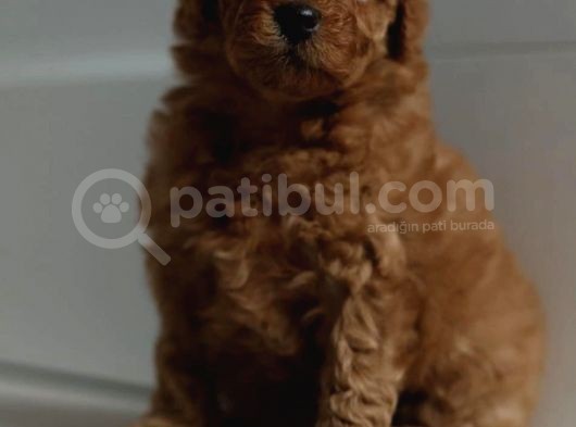 2 Aylik Toy Poodle Bebekleri̇m görsel