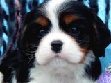 2 Aylik King Charles Cavalier