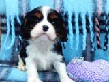 2 AYLIK king charles cavalier