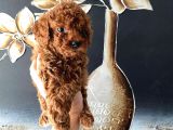 Kore Kan Teacup Toy Poodle Yavrum
