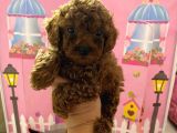 Ev doğumlu toy poodle bebeğim