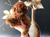 Kore Kan Teacup Toy Poodle Yavrum