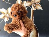 Kore Kan Teacup Toy Poodle Yavrum