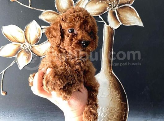 Kore Kan Teacup Toy Poodle Yavrum görsel