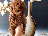 Kore Kan Teacup Toy Poodle Yavrum