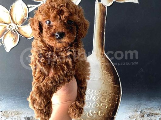 Kore Kan Teacup Toy Poodle Yavrum görsel