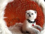 Scottish Fold Bluepoint