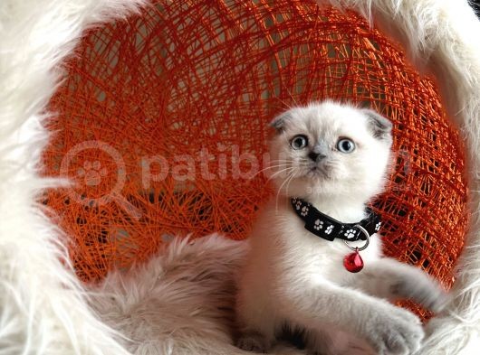 Scottish Fold Bluepoint görsel