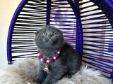 Top Kafa Ayıcık Surat Scottish Fold Yavrular