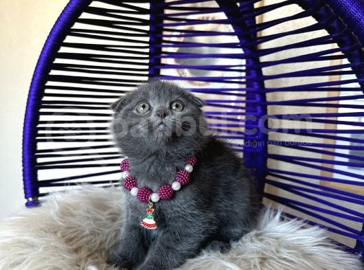 Top Kafa Ayıcık Surat Scottish Fold Yavrular görsel