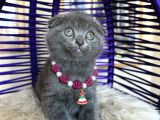 Top Kafa Ayıcık Surat Scottish Fold Yavrular