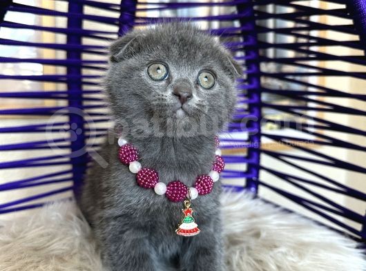 Top Kafa Ayıcık Surat Scottish Fold Yavrular görsel