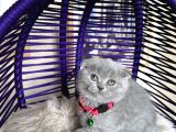Top Kafa Ayıcık Surat Scottish Fold Yavrular