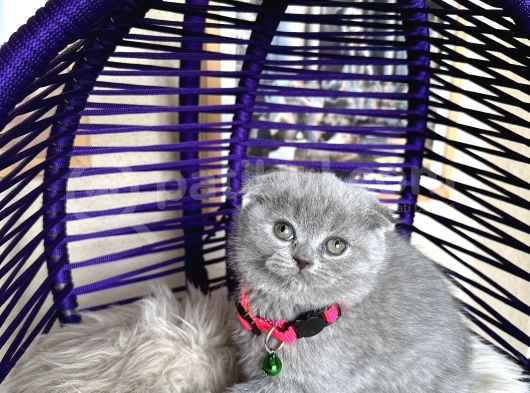 Top Kafa Ayıcık Surat Scottish Fold Yavrular görsel