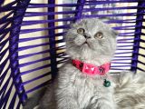Top Kafa Ayıcık Surat Scottish Fold Yavrular