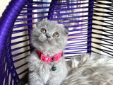 Top Kafa Ayıcık Surat Scottish Fold Yavrular