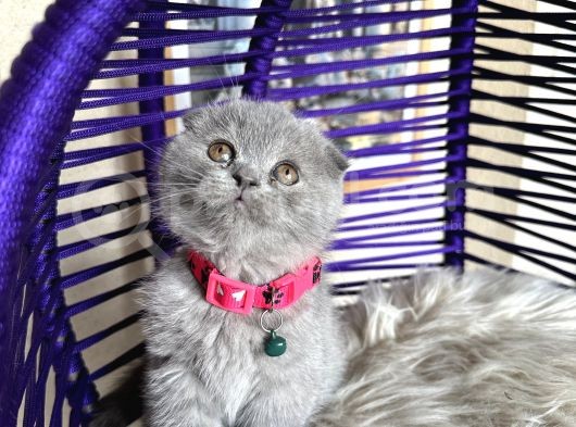 Top Kafa Ayıcık Surat Scottish Fold Yavrular görsel