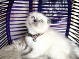 Scottish Fold Bluepoint
